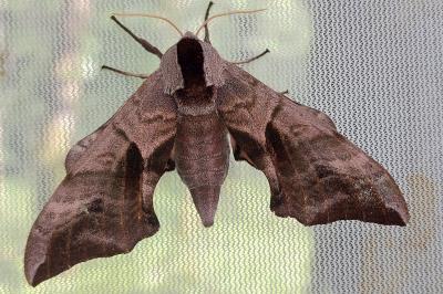 <i>Smerinthus ocellatus</i>