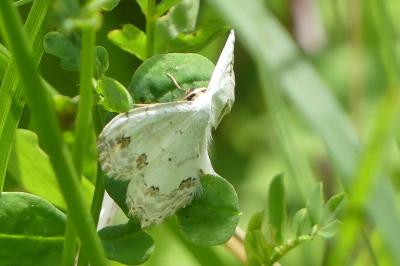 <i>Scopula ornata</i>