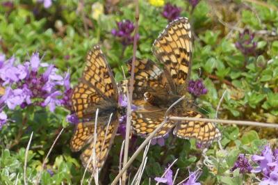 <i>Melitaea phoebe</i>