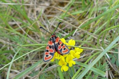 <i>Zygaena fausta</i>