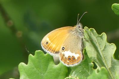 <i>Coenonympha arcania</i>