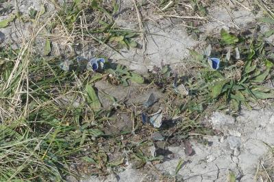 <i>Lysandra bellargus</i>
