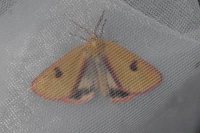 <i>Diacrisia sannio</i>