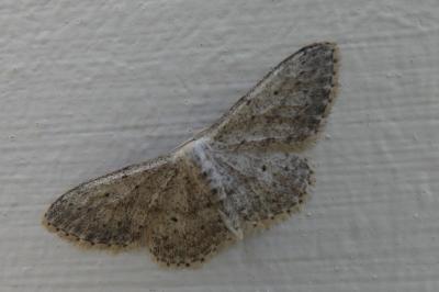 <i>Idaea seriata</i>