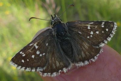 <i>Pyrgus</i>