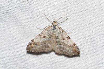 <i>Aplocera plagiata</i>