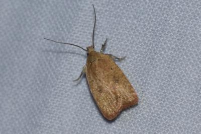 <i>Agonopterix irrorata</i>