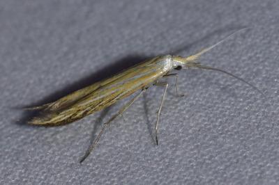 <i>Coleophora</i>