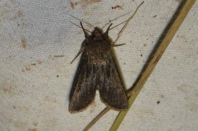 <i>Agrotis segetum</i>