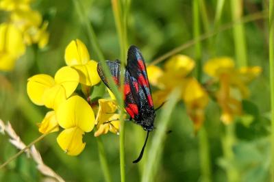 <i>Zygaena trifolii</i>