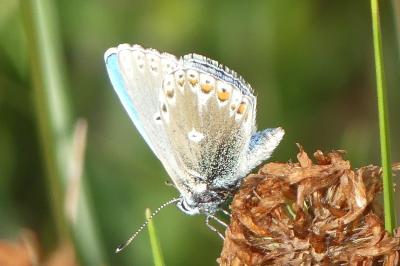 <i>Lysandra bellargus</i>