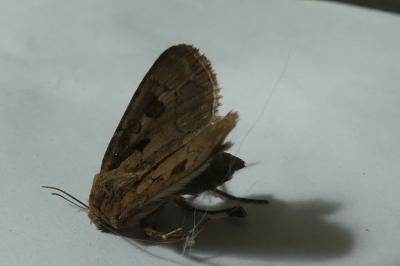 <i>Agrotis exclamationis</i>
