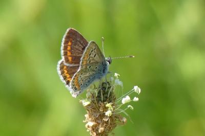 <i>Aricia agestis</i>