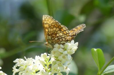 <i>Melitaea parthenoides</i>