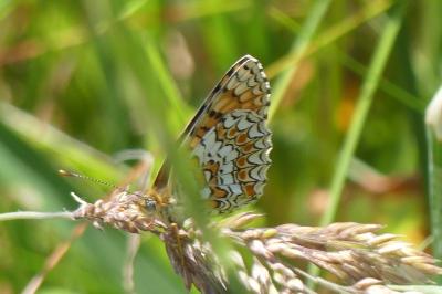 <i>Melitaea phoebe</i>