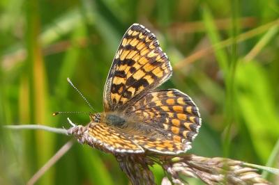 <i>Melitaea phoebe</i>