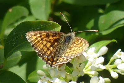 <i>Melitaea parthenoides</i>