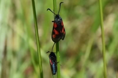 <i>Zygaena trifolii</i>