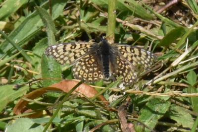 <i>Melitaea cinxia</i>