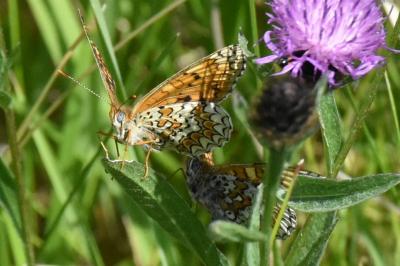 <i>Melitaea phoebe</i>