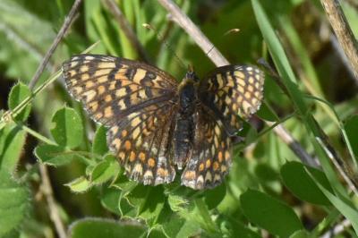 <i>Melitaea phoebe</i>