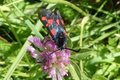 <i>Zygaena trifolii</i>
