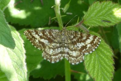 <i>Ematurga atomaria</i>