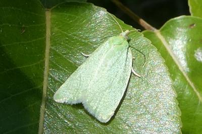 <i>Tortrix viridana</i>