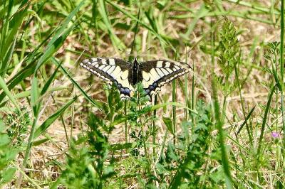 <i>Papilio machaon</i>