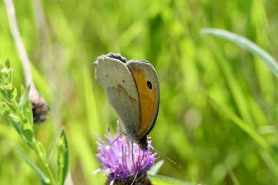 <i>Maniola jurtina</i>