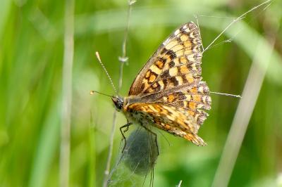 <i>Melitaea phoebe</i>