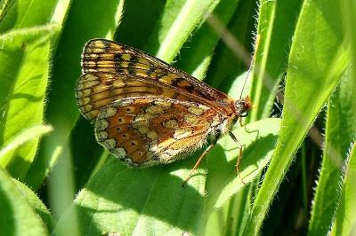 <i>Euphydryas aurinia</i>