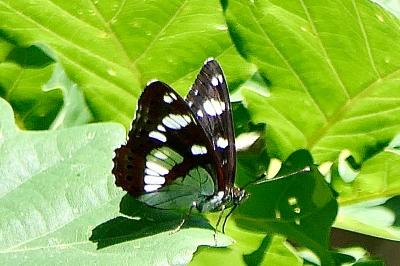 <i>Limenitis reducta</i>