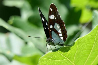 <i>Limenitis reducta</i>