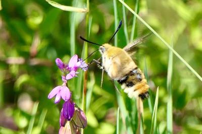 <i>Hemaris tityus</i>
