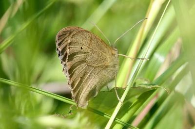 <i>Maniola jurtina</i>