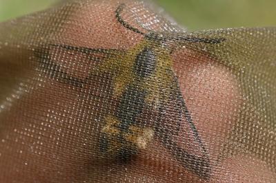 <i>Hemaris fuciformis</i>