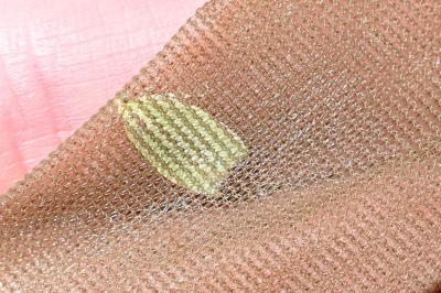 <i>Tortrix viridana</i>