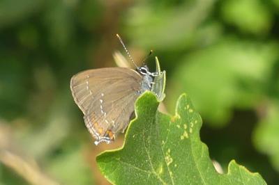<i>Satyrium ilicis</i>