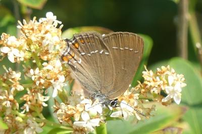 <i>Satyrium ilicis</i>