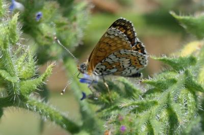 <i>Melitaea cinxia</i>