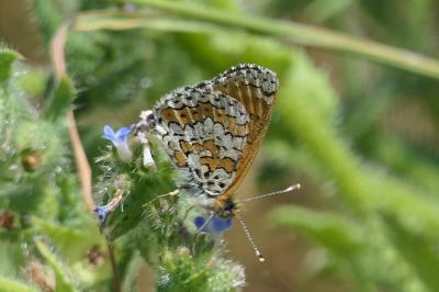 <i>Melitaea cinxia</i>