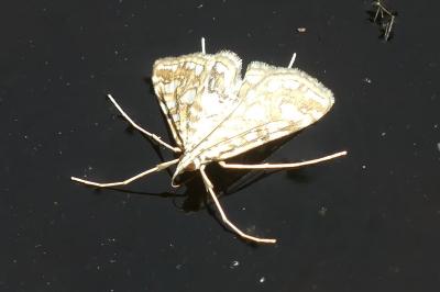 <i>Elophila nymphaeata</i>