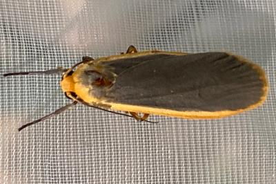 <i>Katha depressa</i>