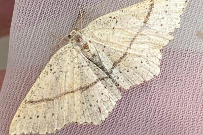 <i>Cyclophora punctaria</i>