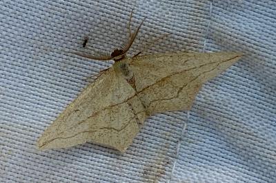 <i>Timandra comae</i>