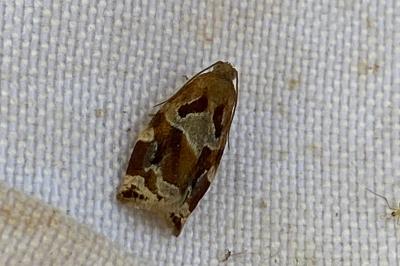 <i>Archips xylosteana</i>