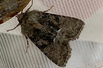 <i>Oligia</i>