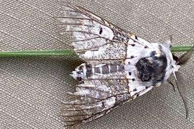 <i>Furcula furcula</i>