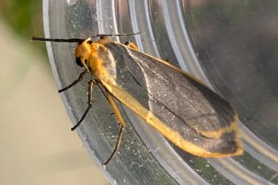 <i>Katha depressa</i>